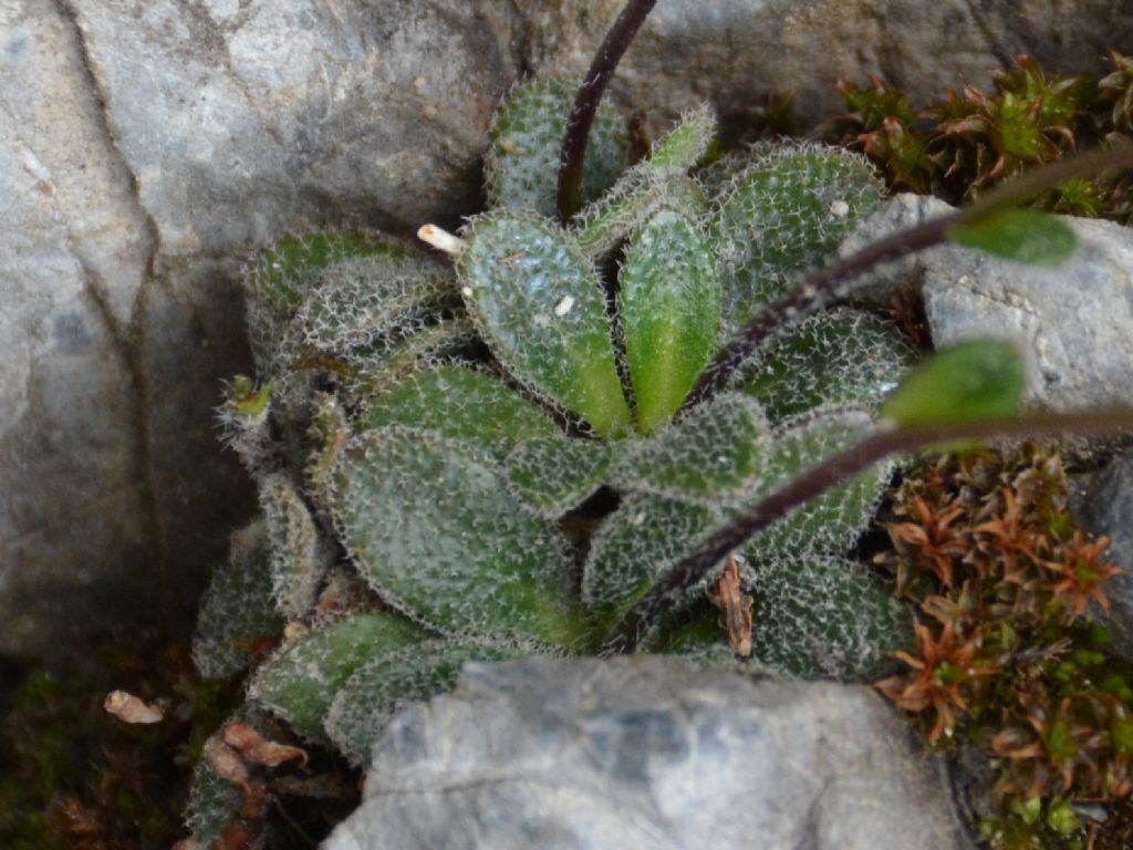 Arabis bellidifolia subsp. stellulata  / Arabetta stellata